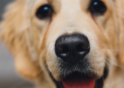 Bailey - Molescroft and Beverley Dog Walking Service