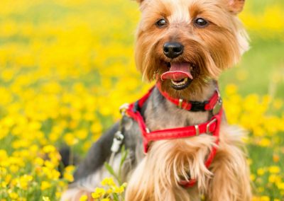 Bella - Molescroft and Beverley Dog Walking Service