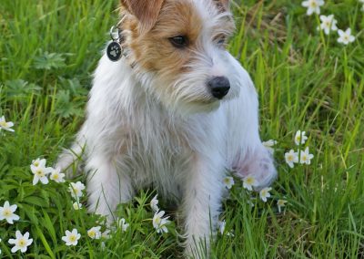 Buddy - Molescroft and Beverley Dog Walking Service