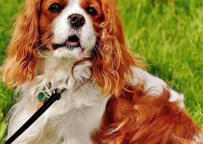 Charlie - Molescroft and Beverley Dog Walking Service