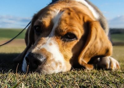 Duke - Molescroft and Beverley Dog Walking Service