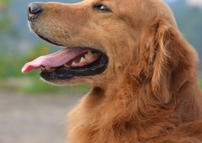 Fudge - Molescroft and Beverley Dog Walking Service