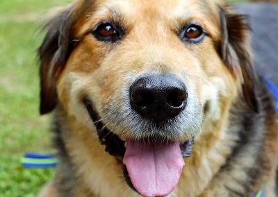 Jack - Molescroft and Beverley Dog Walking Service