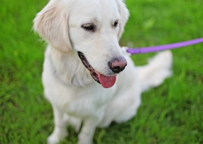 Lucy - Molescroft and Beverley Dog Walking Service