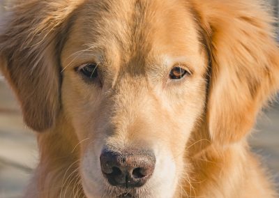 Luna - Molescroft and Beverley Dog Walking Service