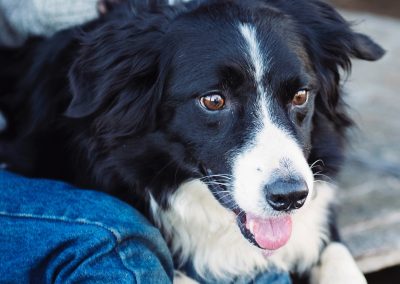 Max - Molescroft and Beverley Dog Walking Service