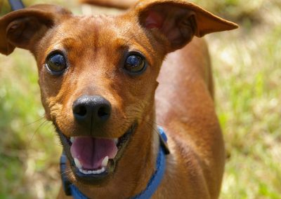 Mylo - Molescroft and Beverley Dog Walker Service