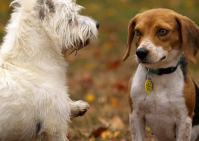 Molescroft and Beverley Dog Walker Service